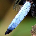 pale blue broad abdomen with dark tip (male)