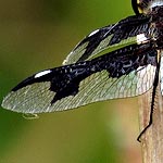 wings with black deeply notched patch (male)