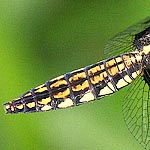 broad abdomen, dark with yellow patches (female)