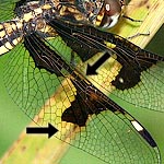 wings with black deeply notched indented patch, orange around patches, but not reaching edge of wing (female)