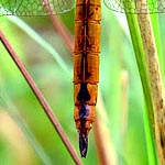 female browner than male, dark brown markings along top of abdomen