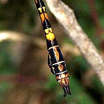 dark brown and yellow abdomen, reddish brown club, appendages divergent