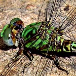 thorax green with brown stripes