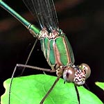 metallic greenish brown thorax and abdomen (male)