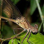 female greenish brown thorax and abdomen, less metallic than male