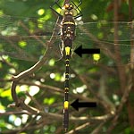 black and yellow, yellow waist and wide yellow band near tip (male)