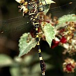 black and yellow stripes and rings (male)