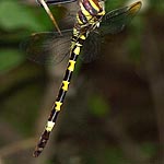 abdomen stouter than male, more smoky wings (female)