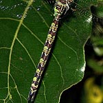 green and brown patterned abdomen (male)