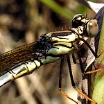 thorax and abdomen yellow/buff/brown (female)