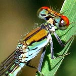 eyes red-orange in front, green-blue behind, thorax orange, blue green, narrow black stripes (male)