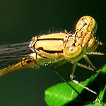 pale brown with black markings (female)