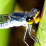 eyes black above, yellow below, thorax blackish blue, pale blue sides (male)