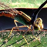 light brown and greenish thorax (female)