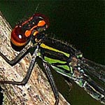 orange and red face, thorax light green and black striped (male)