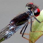 eyes red and black, thorax maroon and black on top, greenish blue side (male)