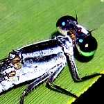 eyes black above, green below, blue spots behind, thorax blue and black striped (male)