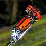 head and thorax red, light blue between wings (male)