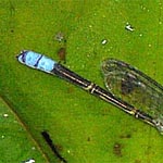 abdomen with bright blue tip (male)