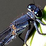 eyes black above, green below, bright blue spots behind, thorax dark, no stripes (male)