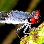 eyes red in front, behind black above, green below, thorax blackish with light blue sides (male)