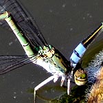 abdomen with bright blue tip with black rings (male), female light brown above, greenish brown below, black markings