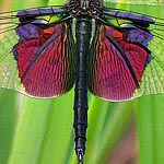 slender abdomen, wings with large metallic purple-black splash (male)