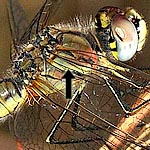 yellowish brown, with pale diagonal line on thorax (female)