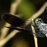 large roundish dark patches on ends of wings (male)