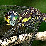 yellow and black stripes and speckles, eyes dark blue above pale blue below (female)