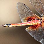 reddish and brownish body, abdomen with black tip, dark red patches on base of hindwings (male)