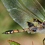 greyish brown body, abdomen with black tip, dark brown patches on base of hindwings (female)