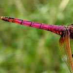 pinkish violet on thorax and abdomen, orange-brown splash at base of hind wing, wing veins red (male)