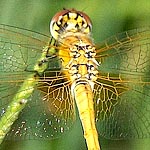 dark brown and yellow on thorax and abdomen, orange-brown splash at base of hind wing, wing veins not red (female)