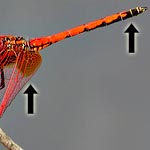 bright red, black on side of tip of abdomen, wings with red veins, orange splash at base (male)