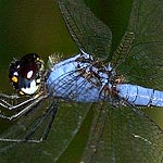 body all blue, eyes dark purple-brown, lighter below (male)