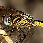 yellow and brown, thorax with two pairs of diagonal wiggly black lines (female)