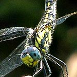 yellow and brown, thorax with zigzagging black stripe along the sides (female)