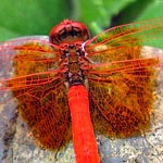 wings with red veins and large orange splashes on all four wings (male)