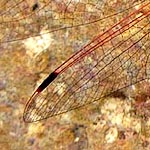 short dark reddish brown pterostigmas with orange edges (male)