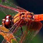 body orange to reddish, small rounded splash on base of hindwing (male)