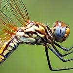 body mottled yellowish, orange and dark brown, faint small orange splash on base of hindwing (female)