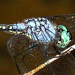 pale blue thorax, black and yellow abdomen (male)