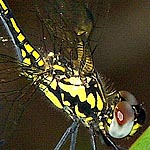 black and yellow, thorax with zigzagging black side stripe (female)