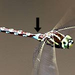 striped and speckled greenish yellow and brownish with distinct blue saddle at base of abdomen (male)