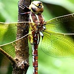 striped and speckled greenish and reddish, no blue on abdomen (female)