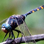 black and yellow body, turquoise eyes, base of abdomen swollen (male)