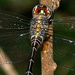 blackish brown, with fine yellow line on top of abdomen, yellowish brown stripes on side (female)