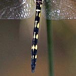 black and yellow body, abdomen with yellow patches on sides, narrow yellow lines on top (male)