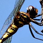 black and yellow body, thorax with distinct black and yellow stripes (female)